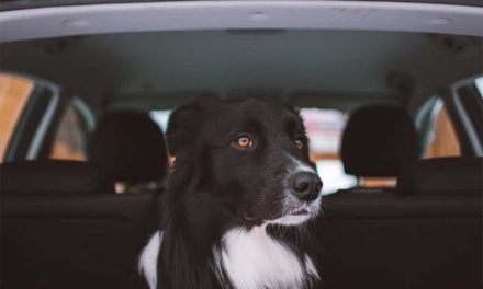 Ways to Keep Your Car Clean After a Doggie Beach Trip