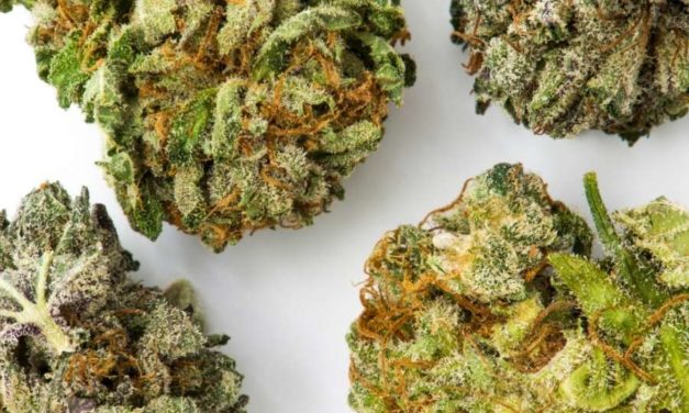 Orange Sherbet Strain Review and Benefits